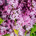 glicynia-4356155