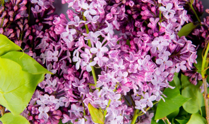 Glicynia – kiedy i jak sadzić? Wisteria sadzenie