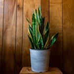 dracena-8302890