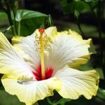 jak-i-kiedy-przycinac-hibiskusa-przycinanie-krok-po-kroku-5217867