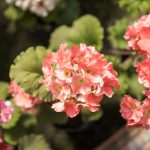 pelargonie-6470074