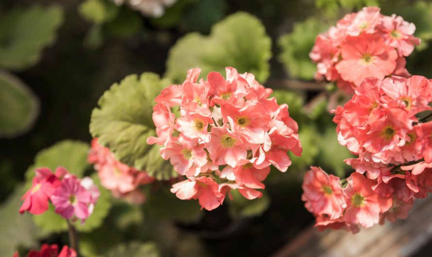 Kiedy i jak sadzić pelargonie? Odpowiadamy na najczęściej zadawane pytania pytania