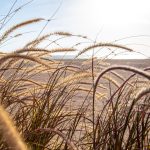trawa-miskant-6020329